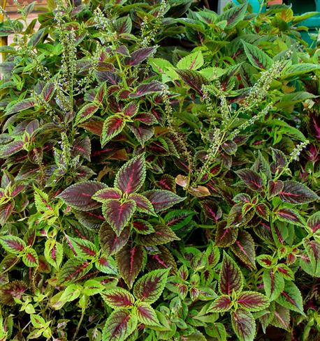 Coleus scutellarioides